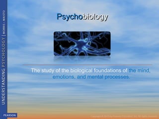 PsychoPsychobiologybiology
The study of the biological foundations of the mind,
 emotions, and mental processes.
 