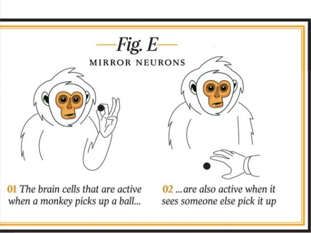 Mirror Neurons