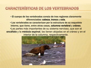 CARACTERÍSTICAS DE LOS VERTEBRADOSEl cuerpo de los vertebrados consta de tres regiones claramente diferenciadas: cabeza, tronco y cola.