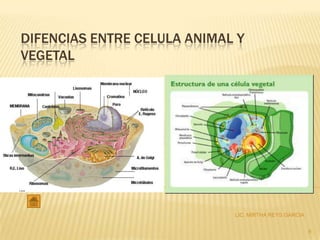 DIFENCIAS ENTRE CELULA ANIMAL Y
VEGETAL




                             LIC. MIRTHA REYS GARCIA


                                                       6
 