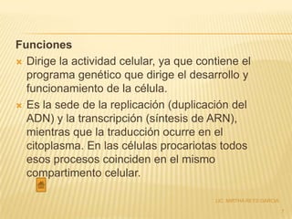 Funciones
 Dirige la actividad celular, ya que contiene el
  programa genético que dirige el desarrollo y
  funcionamiento de la célula.
 Es la sede de la replicación (duplicación del
  ADN) y la transcripción (síntesis de ARN),
  mientras que la traducción ocurre en el
  citoplasma. En las células procariotas todos
  esos procesos coinciden en el mismo
  compartimento celular.

                                         LIC. MIRTHA REYS GARCIA

                                                                   7
 