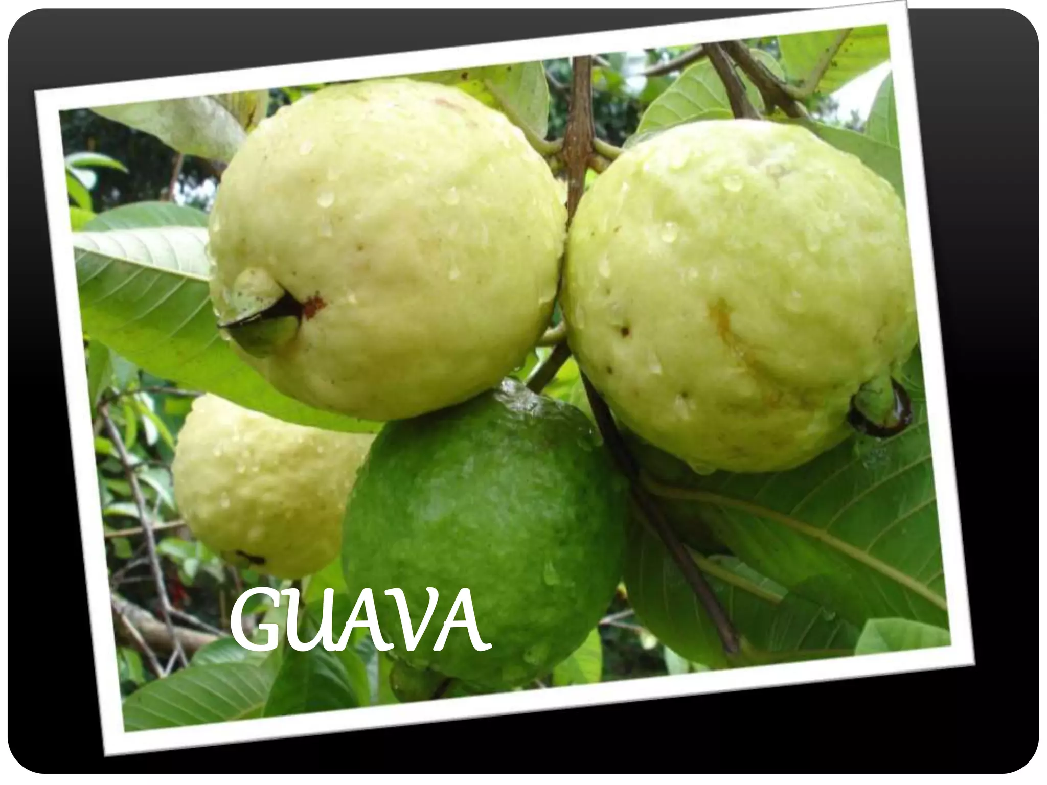 GUAVA 
 