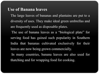 Use of Banana leaves 
The large leaves of bananas and plantains are put to a 
diversity of uses. They make ideal green umbrellas and 
are frequently used as disposable plates. 
The use of banana leaves as a “biological plate” for 
serving food has gained such popularity in Southern 
India that bananas cultivated exclusively for their 
leaves are now being grown commercially. 
In many countries, banana leaves are also used for 
thatching and for wrapping food for cooking. 
 