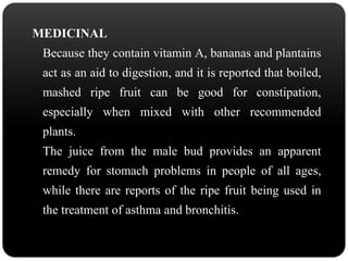 MEDICINAL 
Because they contain vitamin A, bananas and plantains 
act as an aid to digestion, and it is reported that boiled, 
mashed ripe fruit can be good for constipation, 
especially when mixed with other recommended 
plants. 
The juice from the male bud provides an apparent 
remedy for stomach problems in people of all ages, 
while there are reports of the ripe fruit being used in 
the treatment of asthma and bronchitis. 
 