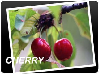 CHERRY 
 