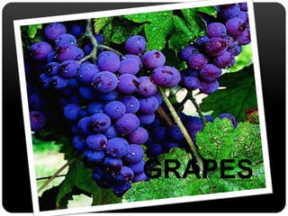 GRAPES 
 