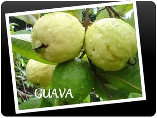 GUAVA 
 