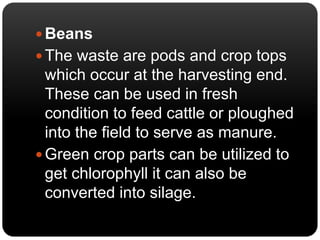 Beans 
 The waste are pods and crop tops 
which occur at the harvesting end. 
These can be used in fresh 
condition to feed cattle or ploughed 
into the field to serve as manure. 
 Green crop parts can be utilized to 
get chlorophyll it can also be 
converted into silage. 
 