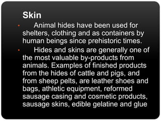 Skin 
• Animal hides have been used for 
shelters, clothing and as containers by 
human beings since prehistoric times. 
• Hides and skins are generally one of 
the most valuable by-products from 
animals. Examples of finished products 
from the hides of cattle and pigs, and 
from sheep pelts, are leather shoes and 
bags, athletic equipment, reformed 
sausage casing and cosmetic products, 
sausage skins, edible gelatine and glue 
 