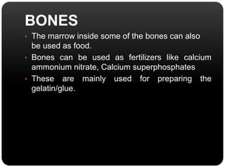 BONES 
• The marrow inside some of the bones can also 
be used as food. 
• Bones can be used as fertilizers like calcium 
ammonium nitrate, Calcium superphosphates 
• These are mainly used for preparing the 
gelatin/glue. 
 