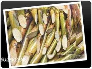 SUGERCANE 
 