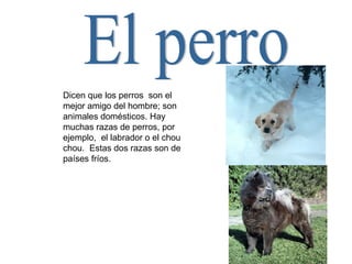 El perro Dicen que los perros  son el mejor amigo del hombre; son animales domésticos. Hay muchas razas de perros, por ejemplo,  el labrador o el chou chou.  Estas dos razas son de países fríos. 