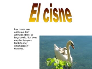 El cisne Los cisnes  me encantan. Son animales libres, de largo cuello. Son aves muy bonitas pero también muy enigmáticas y extrañas. 