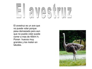 El avestruz El avestruz es un ave que no puede volar porque pesa demasiado pero aun que no pueda volar puede correr a mas de 40km\ h. Ponen  huevos muy grandes y los meten en taludes.  
