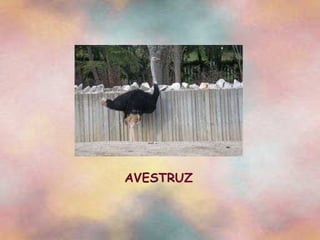 AVESTRUZ 
