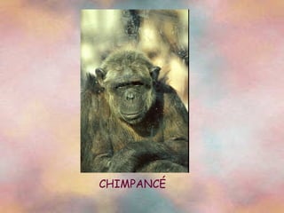 CHIMPANCÉ 