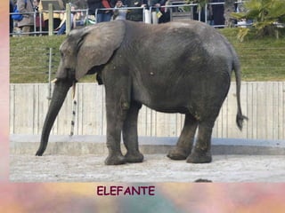 ELEFANTE 