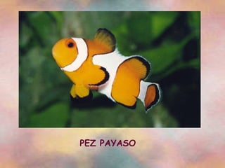 PEZ PAYASO 