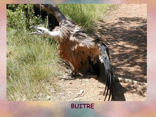 BUITRE 