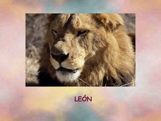 LEÓN 