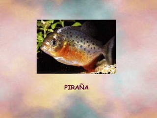 PIRAÑA 
