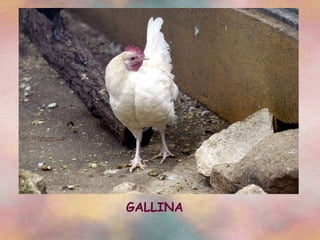 GALLINA 