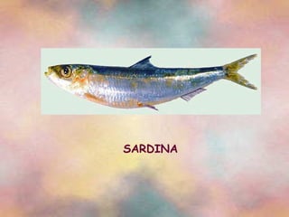 SARDINA 