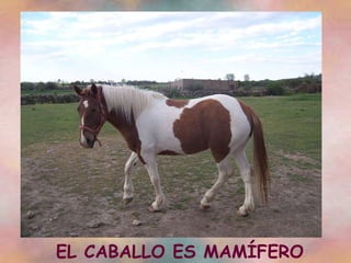 EL CABALLO ES MAMÍFERO 