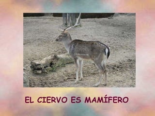 EL CIERVO ES MAMÍFERO 