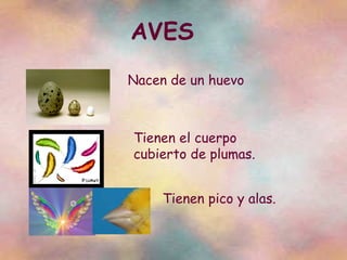 AVES Nacen de un huevo Tienen el cuerpo cubierto de plumas. Tienen pico y alas. 