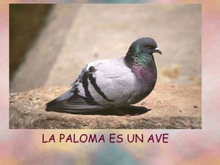 LA PALOMA ES UN AVE 