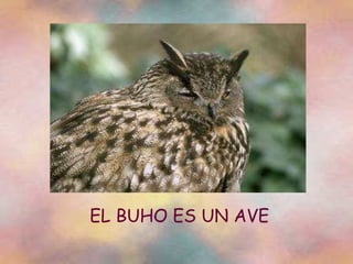 EL BUHO ES UN AVE 