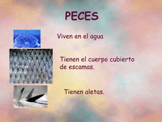 PECES Viven en el agua Tienen el cuerpo cubierto de escamas. Tienen aletas. 