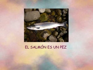 EL SALMÓN ES UN PEZ 