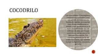 Los crocodílidos (Crocodylidae) 
comúnmente conocidos como 
cocodrilos, pertenecen a la 
familia de reptiles arcosaurios. 
Esta última clasificación es 
debido a que aparecieron en la 
tierra hace alrededor de 250 
millones de años, por lo que 
convivieron con las aves y los 
famosos dinosaurios. Los 
cocodrilos forman parte del 
orden Crocodylia, que también 
incluye a aligátores, caimanes y 
gaviales. 
 