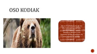 El oso Kodiak es una de las 
dos subespecies del oso 
pardo. Posee el mayor 
tamaño y debido a eso 
también recibe el nombre de 
oso gigante de Alaska. 
 