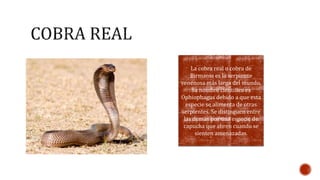 La cobra real o cobra de 
Birmania es la serpiente 
venenosa más larga del mundo. 
Su nombre científico es 
Ophiophagus debido a que esta 
especie se alimenta de otras 
serpientes. Se distinguen entre 
las demás por una especie de 
capucha que abren cuando se 
sienten amenazadas. 
 