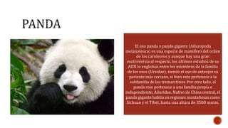 El oso panda o panda gigante (Ailuropoda 
melanoleuca) es una especie de mamífero del orden 
de los carnívoros y aunque hay una gran 
controversia al respecto, los últimos estudios de su 
ADN lo engloban entre los miembros de la familia 
de los osos (Ursidae), siendo el oso de anteojos su 
pariente más cercano, si bien este pertenece a la 
subfamilia de los tremarctinos. Por otro lado, el 
panda rojo pertenece a una familia propia e 
independiente; Ailuridae. Nativo de China central, el 
panda gigante habita en regiones montañosas como 
Sichuan y el Tíbet, hasta una altura de 3500 msnm. 
 
