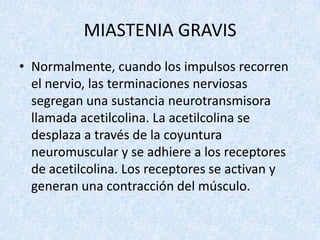 MIASTENIA GRAVIS
• Normalmente, cuando los impulsos recorren
el nervio, las terminaciones nerviosas
segregan una sustancia neurotransmisora
llamada acetilcolina. La acetilcolina se
desplaza a través de la coyuntura
neuromuscular y se adhiere a los receptores
de acetilcolina. Los receptores se activan y
generan una contracción del músculo.

 