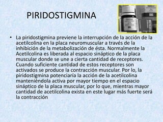 PIRIDOSTIGMINA
• La piridostigmina previene la interrupción de la acción de la
acetilcolina en la placa neuromuscular a través de la
inhibición de la metabolización de ésta. Normalmente la
Acetilcolina es liberada al espacio sináptico de la placa
muscular donde se une a cierta cantidad de receptores.
Cuando suficiente cantidad de estos receptores son
activados se produce la contracción muscular. Por lo, la
piridostigmina potenciaría la acción de la acetilcolina
manteniéndola activa por mayor tiempo en el espacio
sináptico de la placa muscular, por lo que, mientras mayor
cantidad de acetilcolina exista en este lugar más fuerte será
la contracción

 
