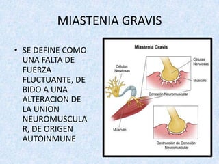 MIASTENIA GRAVIS
• SE DEFINE COMO
UNA FALTA DE
FUERZA
FLUCTUANTE, DE
BIDO A UNA
ALTERACION DE
LA UNION
NEUROMUSCULA
R, DE ORIGEN
AUTOINMUNE

 