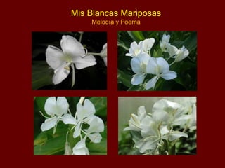 Mis Blancas Mariposas
Melodía y Poema
 