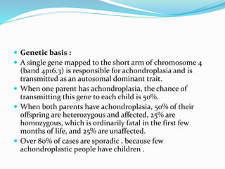  Genetic basis :
 A single gene mapped to the short arm of chromosome 4
(band 4p16.3) is responsible for achondroplasia and is
transmitted as an autosomal dominant trait.
 When one parent has achondroplasia, the chance of
transmitting this gene to each child is 50%.
 When both parents have achondroplasia, 50% of their
offspring are heterozygous and affected, 25% are
homozygous, which is ordinarily fatal in the first few
months of life, and 25% are unaffected.
 Over 80% of cases are sporadic , because few
achondroplastic people have children .
 