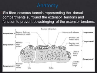 Six fibro-osseous tunnels representing the dorsal
compartments surround the extensor tendons and
function to prevent bowstringing of the extensor tendons.
 