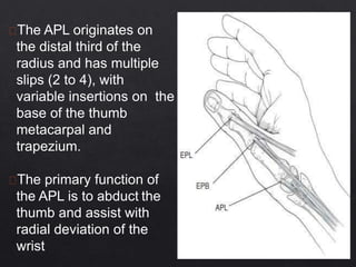 The APL originates on
the distal third of the
radius and has multiple
slips (2 to 4), with
variable insertions on the
base of the thumb
metacarpal and
trapezium.
The primary function of
the APL is to abduct the
thumb and assist with
radial deviation of the
wrist
 