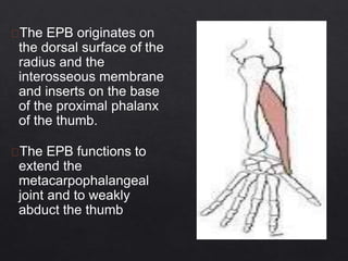The EPB originates on
the dorsal surface of the
radius and the
interosseous membrane
and inserts on the base
of the proximal phalanx
of the thumb.
The EPB functions to
extend the
metacarpophalangeal
joint and to weakly
abduct the thumb
 