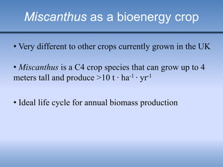Miscanthus as a bioenergy crop
• Very different to other crops currently grown in the UK
• Miscanthus is a C4 crop species that can grow up to 4
meters tall and produce >10 t · ha-1 · yr-1
• Ideal life cycle for annual biomass production
 