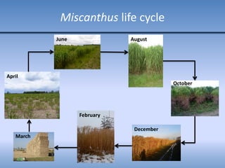 Miscanthus life cycle
April
June August
March
December
October
February
 