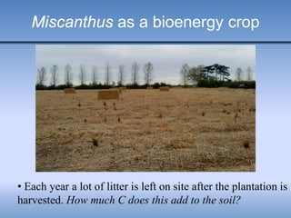 Miscanthus as a bioenergy crop
• Each year a lot of litter is left on site after the plantation is
harvested. How much C does this add to the soil?
 