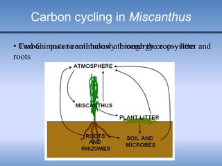 Carbon cycling in Miscanthus
• Carbon moves continuously through the ecosystem• Two C inputs to soil below a bioenergy crop – litter and
roots
 